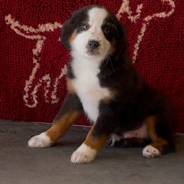 Twister - Miniature Australian Shepherd puppy from Elmo’s Toy and Miniature Australian Shepherds