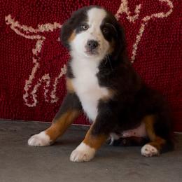 Twister - Miniature Australian Shepherd puppy from Elmo’s Toy and Miniature Australian Shepherds