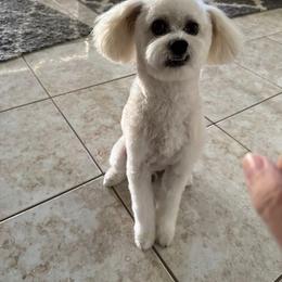 Shihpoo puppies from Sugar Doodles