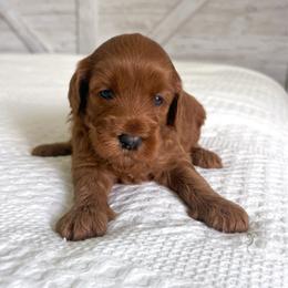 Ember - Red  female Goldendoodle puppy in Southeast Arcadia, Florida from Desoto Doodles