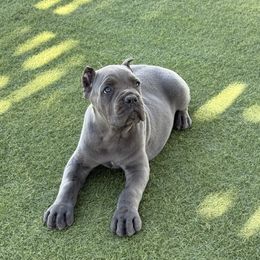 Cane Corso Puppies from Campo Cane Corso
