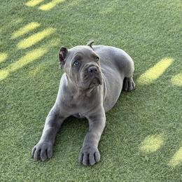 Cane Corso Puppies from Campo Cane Corso