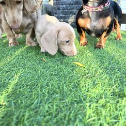 Dachshund Puppies from Duchess Daphne's Doxie Empire