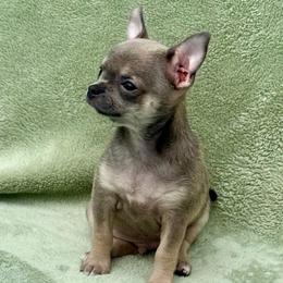 Blue Fawn Boy Price: 4,100 - Fawn male Chihuahua puppy in Summerfield, Florida from Uey’s Chihuahuas