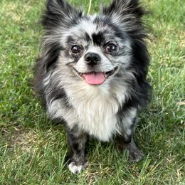 Chihuahua Puppies from So Sweet Chihuahuas