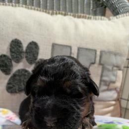 German Shepherd Puppies from McLaughlin German Shepherds