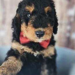 Bernedoodles, Goldendoodles, and Poodles from Natalie Chandler