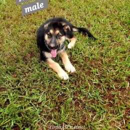 Noah Grey collar - Black and red male German Shepherd puppy in Bedias, Texas from TiPi S Ranch's German Shepherds