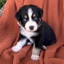 Woody - Black tri-color male Australian Shepherd puppy in Oxford, Florida from SoCo Aussies