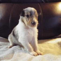 Dillion - Blue merle and white male Collie puppy in New Mexico from Red Canyon