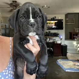 Dante - Brindle male Boxer puppy in Taft, Tennessee from Hillbillie Boxers