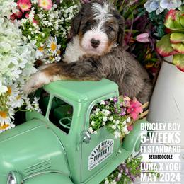 Bernedoodle Puppies from Premier Doodles