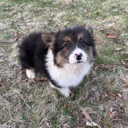 Full collar male - Black and tan male American Corgi puppy in Heyworth, Illinois from Schumaker Corgis