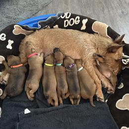 Girl 1 - Red female Irish Terrier puppy in Austin, Texas from ATX Irish Terriers