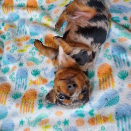 Dachshund Puppies from Grecian Kennel