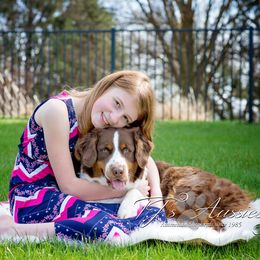 Bailey - Australian Shepherd