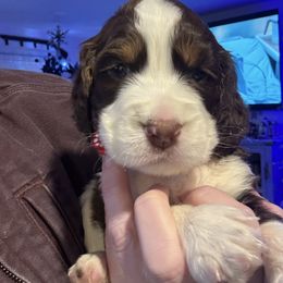 Red collar - Liver white and tan male English Springer Spaniel puppy in Elma, Washington from McCartney Springer’s