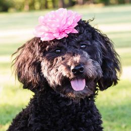 Aibi - Goldendoodle