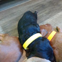 Labradoodle Puppies from Sakura Pups