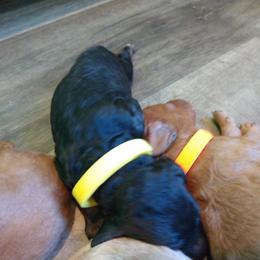Labradoodle Puppies from Sakura Pups