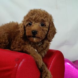 Coton de Tulear and Poodle Puppies from Legacy Pets