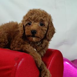 Coton de Tulear and Poodle Puppies from Legacy Pets
