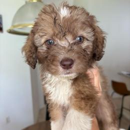 Tri Color boy - Red tri-color male Aussiedoodle puppy in Spring Hill, Florida from Pawprint Dreams Boarding and Kennel