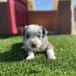 Miniature Australian Shepherd Puppies from Nasser Mini Aussies