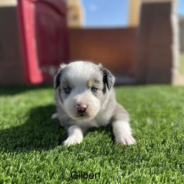 Miniature Australian Shepherd Puppies from Nasser Mini Aussies