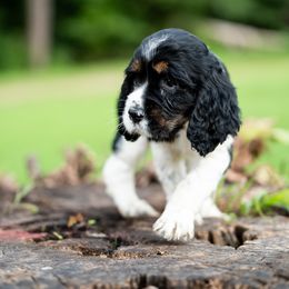 Lynee - Black white and tan female English Springer Spaniel puppy in Mooresville, North Carolina from Third Creek Springers