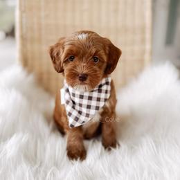 Graham - Red  male Goldendoodle puppy in Syracuse, Indiana from The Doodle Cove