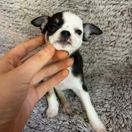 Panda - Black and tan female Chihuahua puppy in Santa Rosa, California from Little chihuahua angels