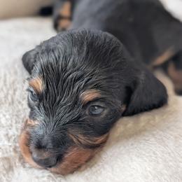 Luna - Blue and tan female Dachshund puppy in Waddell, Arizona from The Bearded Companions