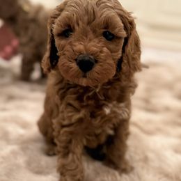 Cinnamon (pink collar) - Red female Cockapoo puppy in Strasburg, Pennsylvania from Brook Valley Cockapoos