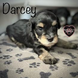 3 Darcey - Black and tan female Schnoodle puppy in Saint Augustine, Florida from Gunnie Luv, LLC