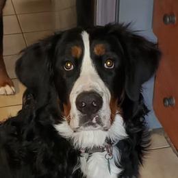 Theo - Bernese Mountain Dog