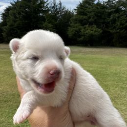 Storm - White female Pomsky puppy in Gunter, Texas from The Painted Pomsky