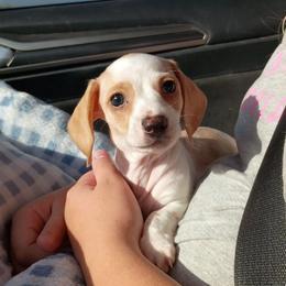 LemonDrop - Piebald male Dachshund puppy in Harrison, Arkansas from Dachshunds on the Hill