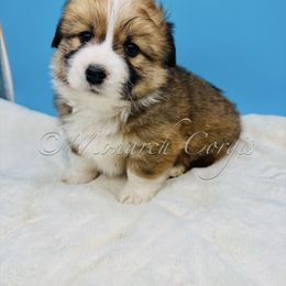 Simon - Sable male Pembroke Welsh Corgi puppy in Denver, Colorado from Monarch Corgis