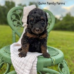 So Happy - Phantom female Bernedoodle puppy in Grove, Oklahoma from Guinn Family Farms