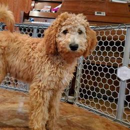 Goldendoodle and Golden Retriever All Grown Up from Milligan Valley