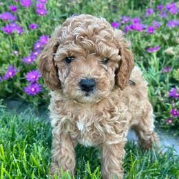 Kennedy - Silver-beige  female Poodle puppy in Herriman, Utah from Shaggy Mountain Pups LLC