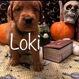 Golden Retriever Puppies from A1 Supreme Kennels