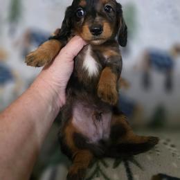 Hunter - Dapple male Dachshund puppy in Adolphus, Kentucky from Walker's Dachshunds