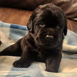 Moose - Black male Labrador Retriever puppy in Braselton, Georgia from Bel Amour