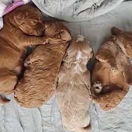 Cavapoos from Cava Companions