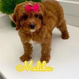 Malibu - Red female Cavapoo puppy in Buford, Georgia from Petite Posh Puppies