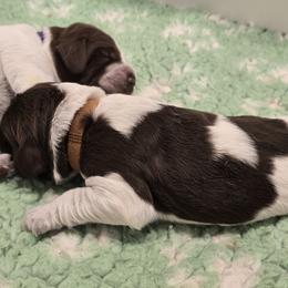 Boy 1 - male Spinone Italiano puppy in Florida from Starfire Leonbergers and Spinone Italiano