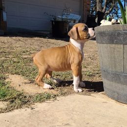 Boxer Puppies from Boxer Blessings Kennel