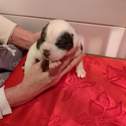 Girl 6 - White and black female American Bulldog puppy in La Porte, Indiana from Slayton's American Bulldogs